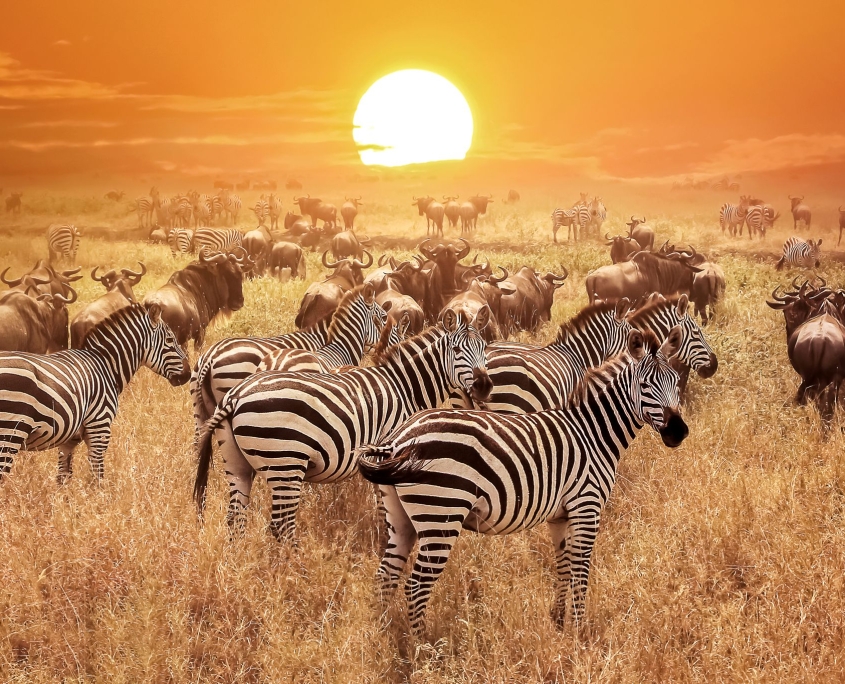 shutterstock_548615014